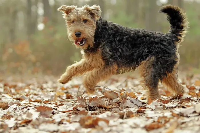 Gerahmter Druck : Welschterrier Gerahmter Druck : Welschterrier