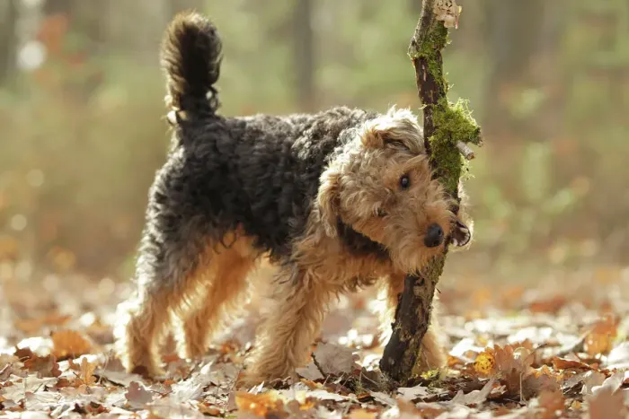 Gerahmter Druck : Welschterrier Gerahmter Druck : Welschterrier