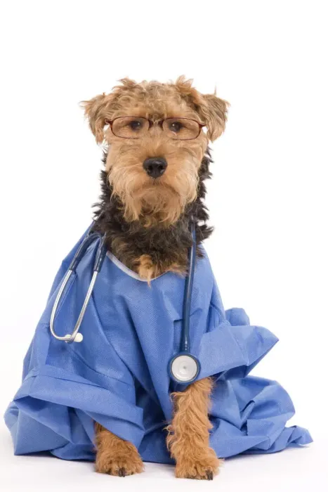 Gerahmter Druck : Welscher Terrier Gerahmter Druck : Welscher Terrier