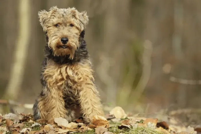 Gerahmter Druck : Welschterrier Gerahmter Druck : Welschterrier