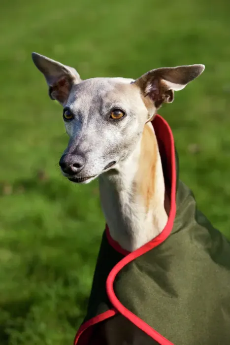 Gerahmter Druck : Rennhund mit Fell Gerahmter Druck : Rennhund mit Fell