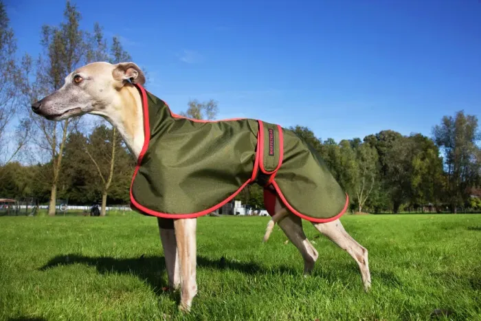 Gerahmter Druck : Rennhund mit Fell Gerahmter Druck : Rennhund mit Fell