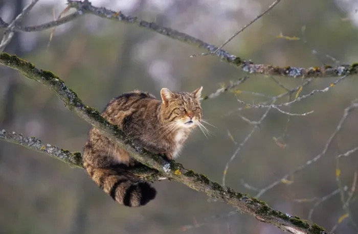 Gerahmter Druck : Wilde Katze Gerahmter Druck : Wilde Katze