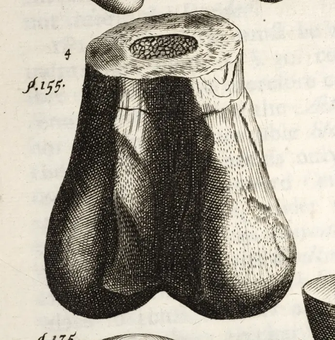 Gerahmter Druck : 1677 Erste Dinosaurierknochen von Robert Plot.