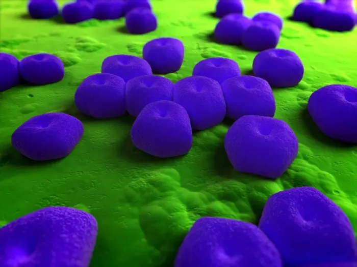 Gerahmter Druck : Acinetobacter Bakterien Kunstwerk Gerahmter Druck : Acinetobacter Bakterien Kunstwerk