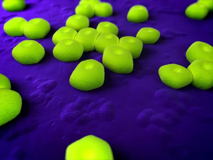 Gerahmter Druck : Acinetobacter Bakterien Kunstwerk Gerahmter Druck : Acinetobacter Bakterien Kunstwerk