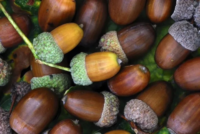 Gerahmter Druck : Acorns. Eicheln fallen von einem Eichenbaum (Quercus robur) im Herbst Gerahmter Druck : Acorns. Eicheln fallen von einem Eichenbaum (Quercus robur) im Herbst