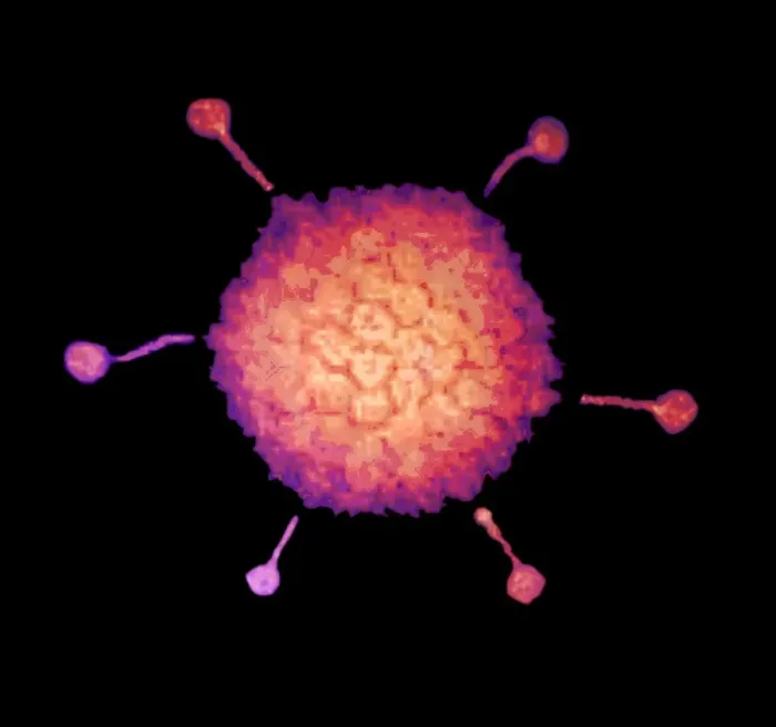Gerahmter Druck : Adenoviruss, TEM Gerahmter Druck : Adenoviruss, TEM