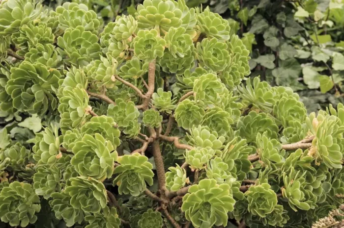 Gerahmter Druck : Aeonium arboreum Gerahmter Druck : Aeonium arboreum