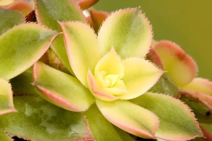 Gerahmter Druck : Aeonium Kiwi Gerahmter Druck : Aeonium Kiwi