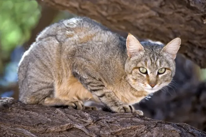 Gerahmter Druck : Afrikanischer Wildkatze Gerahmter Druck : Afrikanischer Wildkatze