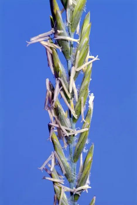 Gerahmter Druck : Agropyren Pungen Gerahmter Druck : Agropyren Pungen