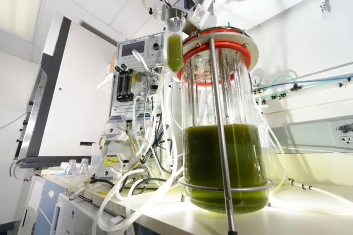 Gerahmter Druck : Algen-Fermentations-bioreaktor Gerahmter Druck : Algen-Fermentations-bioreaktor