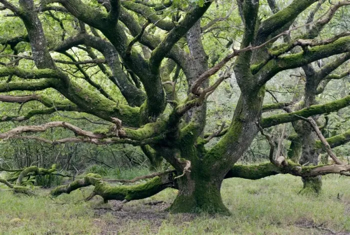 Gerahmter Druck : Alter Eiche (Quercus sp.) Gerahmter Druck : Alter Eiche (Quercus sp.)