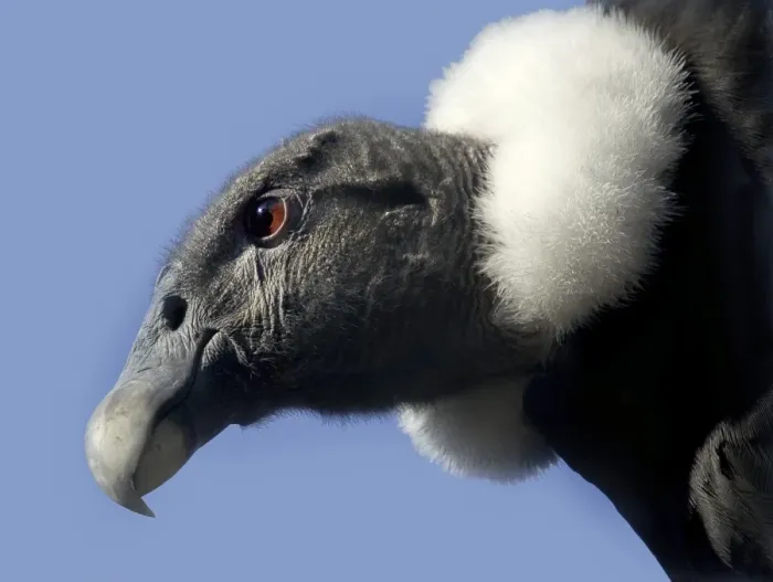 Gerahmter Druck : Andener Adler Gerahmter Druck : Andener Adler