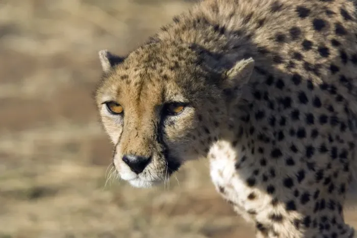Gerahmter Druck : Cheetah (Acynonix jubatus). Dieser große Katze verlässt sich auf List und Gerahmter Druck : Cheetah (Acynonix jubatus). Dieser große Katze verlässt sich auf List und