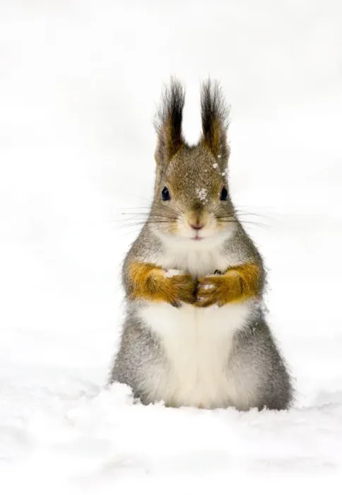 Gerahmter Druck : Rotfuchs im Schnee Gerahmter Druck : Rotfuchs im Schnee