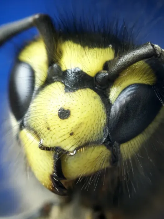 Gerahmter Druck : Bienenkopf Gerahmter Druck : Bienenkopf