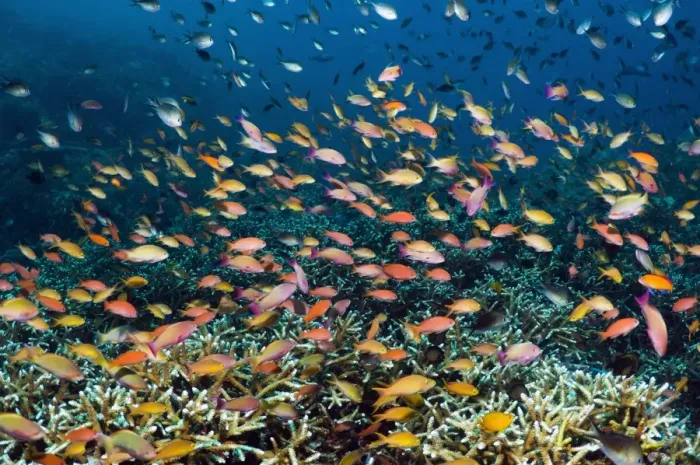 Gerahmter Druck : Anthias über einen Riff Gerahmter Druck : Anthias über einen Riff