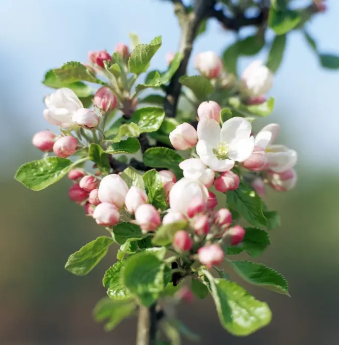 Gerahmter Druck : Apfelblüte (Malus spp.) Gerahmter Druck : Apfelblüte (Malus spp.)