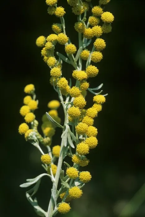 Gerahmter Druck : Artischockenrübenblume Gerahmter Druck : Artischockenrübenblume