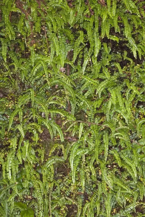 Gerahmter Druck : Asplenium trichomanes C017 / 7450 Gerahmter Druck : Asplenium trichomanes C017 / 7450