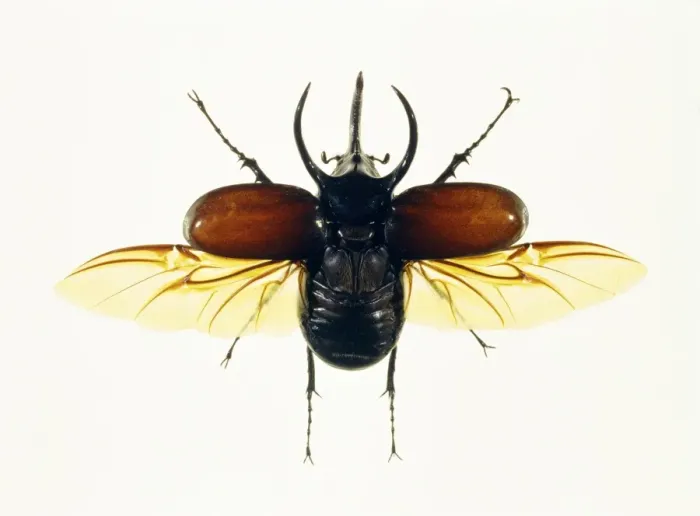 Gerahmter Druck : Käfer-Atlantenbeetle Gerahmter Druck : Käfer-Atlantenbeetle