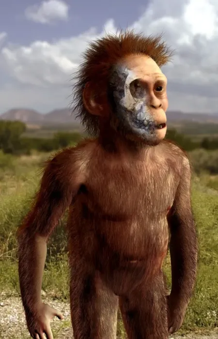 Gerahmter Druck : Australopithecus afarensis Kunstwerk Gerahmter Druck : Australopithecus afarensis Kunstwerk