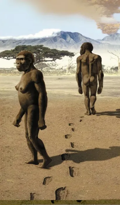 Gerahmter Druck : Australopithecus afarensis, Kunstwerk C013 / 9569