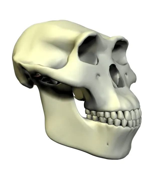 Gerahmter Druck : Australopithecus afarensis Gehirn Gerahmter Druck : Australopithecus afarensis Gehirn
