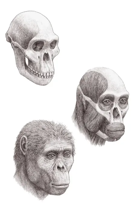 Gerahmter Druck : Australopithecus afrikaner Gerahmter Druck : Australopithecus afrikaner