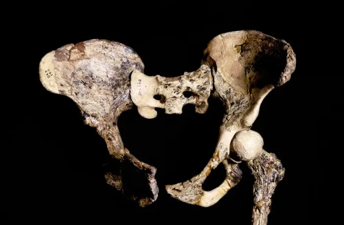 Gerahmter Druck : Ein australopitheciner Pelviss, Sts - 14 ,C0 15 / 6 919 Gerahmter Druck : Ein australopitheciner Pelviss, Sts - 14 ,C0 15 / 6 919