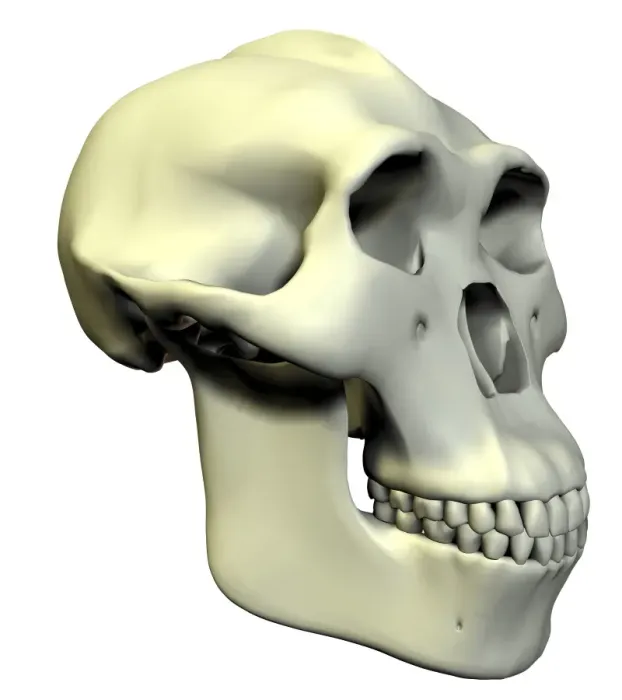 Gerahmter Druck : Australopithecus boisei Schädel Gerahmter Druck : Australopithecus boisei Schädel