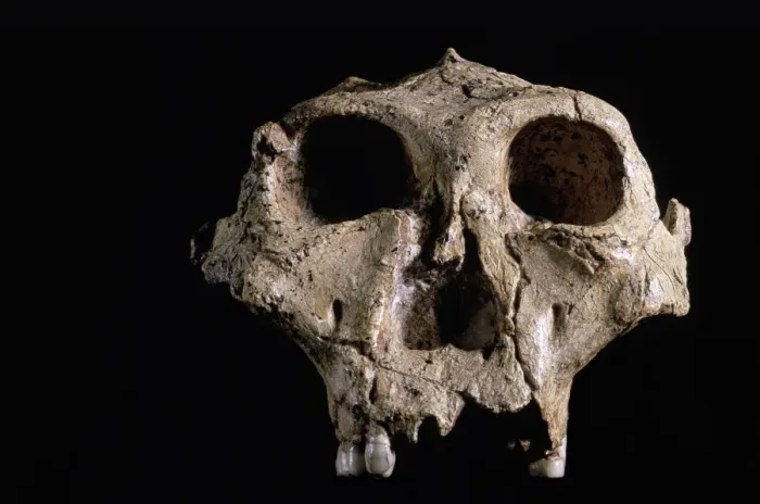 Gerahmter Druck : Australopithecus robustus Schädel Gerahmter Druck : Australopithecus robustus Schädel