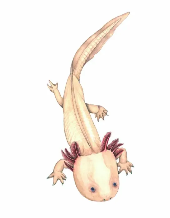 Gerahmter Druck : Axeolotl Kunst Gerahmter Druck : Axeolotl Kunst