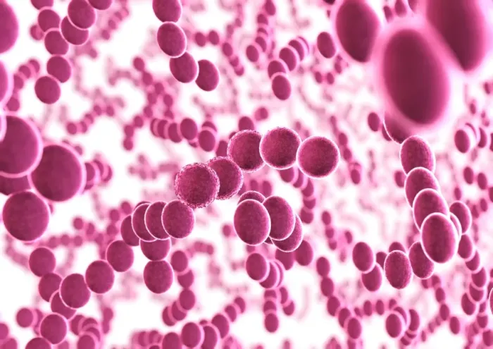 Gerahmter Druck : Bacteria. Bakterien. Computerartwork einer Vielzahl von kugelförmigen (kokken) Bakterien Gerahmter Druck : Bacteria. Bakterien. Computerartwork einer Vielzahl von kugelförmigen (kokken) Bakterien