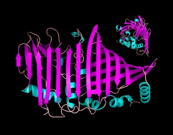 Gerahmter Druck : Protein mit Bacteriochlorophyll enthalten