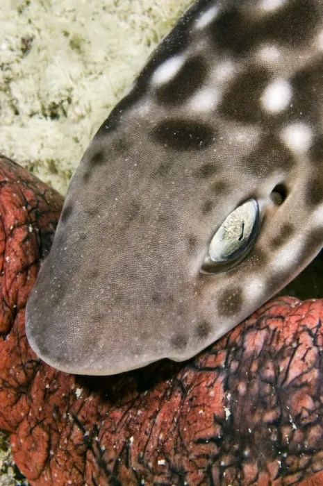 Gerahmter Druck : Riesenschildchwalenbeutelshark Gerahmter Druck : Riesenschildchwalenbeutelshark
