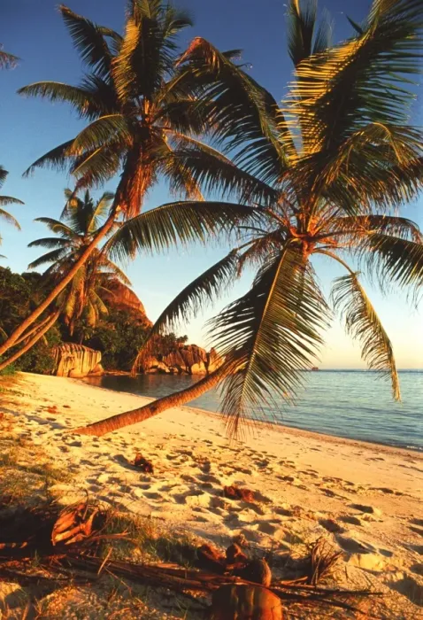 Gerahmter Druck : Strand mit Palmen Gerahmter Druck : Strand mit Palmen