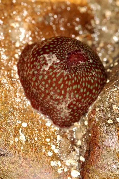Gerahmter Druck : Anemonenbeutelwurm Gerahmter Druck : Anemonenbeutelwurm
