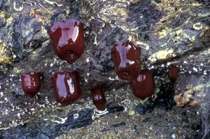 Gerahmter Druck : Seidene Nattertonnen Gerahmter Druck : Seidene Nattertonnen