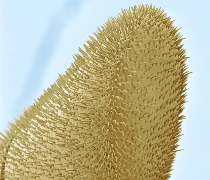 Gerahmter Druck : Bienenantenne, SEM Gerahmter Druck : Bienenantenne, SEM