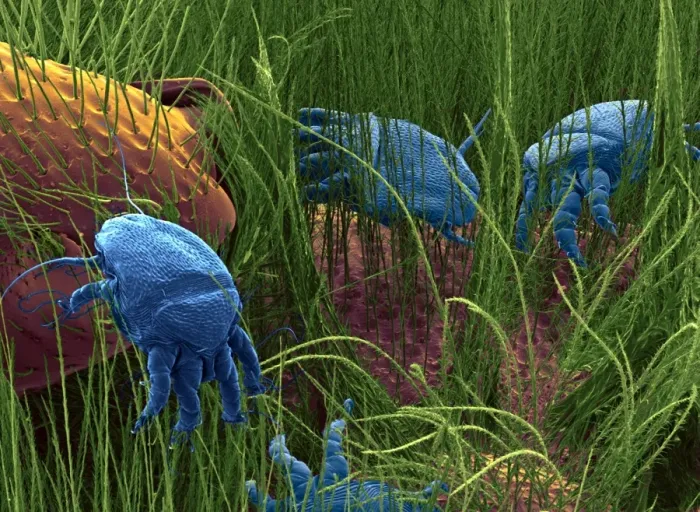 Gerahmter Druck : Hymenopteräten, SEM Gerahmter Druck : Hymenopteräten, SEM
