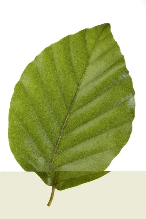 Gerahmter Druck : Eichebaumwuchsblatt Fagus sylvatica C014 / 0718 Gerahmter Druck : Eichebaumwuchsblatt Fagus sylvatica C014 / 0718
