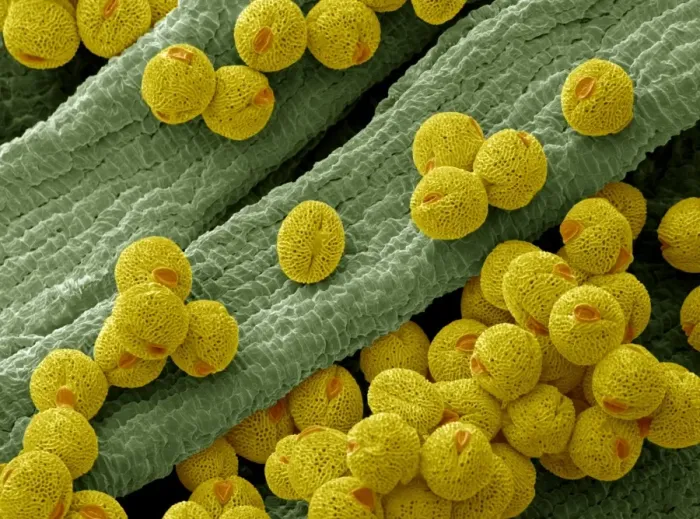Gerahmter Druck : Blumenknopf-Pollen im SEM Gerahmter Druck : Blumenknopf-Pollen im SEM