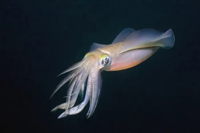 Gerahmter Druck : Großfinten-Reef-Squid Gerahmter Druck : Großfinten-Reef-Squid