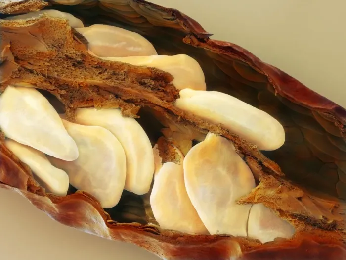 Gerahmter Druck : Vogelsaug Chili, SEM Gerahmter Druck : Vogelsaug Chili, SEM