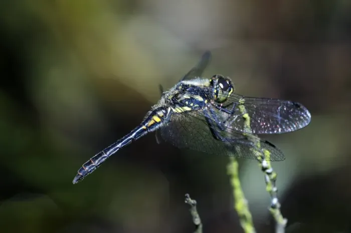 Gerahmter Druck : Schwarzer Fliegenjäger-Dragonfliege Gerahmter Druck : Schwarzer Fliegenjäger-Dragonfliege