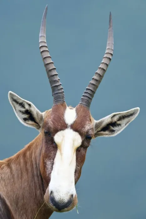 Gerahmter Druck : Blesbok ist Ram C014 / 4968 Gerahmter Druck : Blesbok ist Ram C014 / 4968
