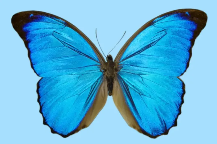 Gerahmter Druck : Blauer Morphobutterfliege Gerahmter Druck : Blauer Morphobutterfliege